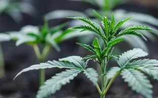 How to Pick the Best Feminized Seeds for Your First Grow