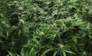 How to Use Sea of Green Technique to Maximize Your Fast-Flowering Cannabis Yield