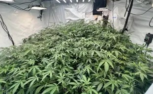 ScrOG vs. SOG: Welche Cannabis-Training-Methode bringt mehr?