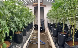 Lollipopping Cannabis: Wann und wie man für dichte Blüten schneidet