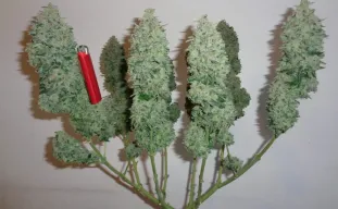 Cannabis-Mainlining: Visuelle Schritt-für-Schritt-Anleitung