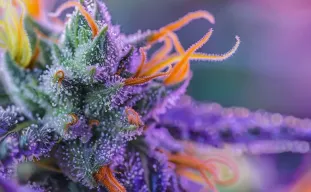 5 Proven Ways to Improve Resin Production in Autoflowers