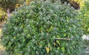 Outdoor Cannabis Grow Spots: The Ultimate Guide to Sun, Soil & Stealth (2026)