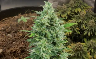 OG Kush Week by Week Grow Diary
