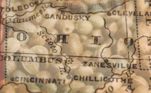 Best Strains to Grow in Ohio (2026): An Expert Grower's Guide