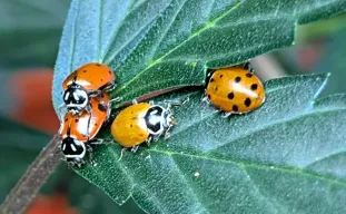 Organic Pest Control for Outdoor Cannabis: A Grower's Field Guide