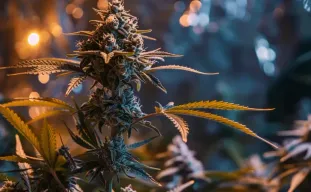 How to Maximize THC: An Advanced Grower's Guide to Training & Potency