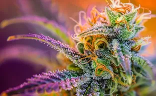 How to Dry and Cure Cannabis: The Complete Guide to Top-Shelf Results