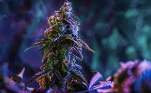 Choosing High THC Seeds for Beginners: What You Need to Consider