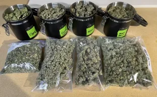 How to Trim Cannabis: The Ultimate Guide to Wet vs. Dry Trimming