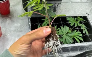 Monster Cropping: How to Clone Flowering Plants for Explosive Growth