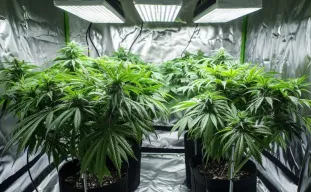 How Many Autoflowers in a Grow Tent? The Ultimate Guide