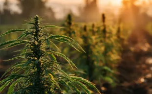 Study: Environmental Impacts of Cannabis Cultivation