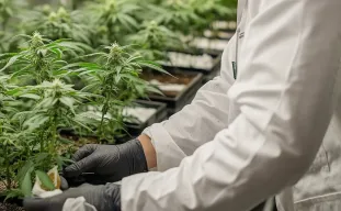 Study: Exploring Yield, THC Levels, and Genetics Growing Cannabis Indoor
