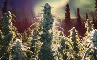 Study: How Cold Stress Affects Cannabis Growing
