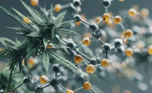 Studie: Wie Stickstoffdüngung den Cannabisanbau beeinflusst
