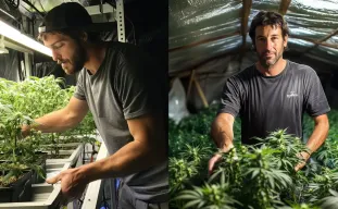 Study: How Small-scale Cannabis Growers Around The World Share Their Harvest