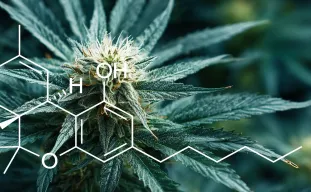 Study: Quantification of THC Levels in Different Varieties of Cannabis Sativa