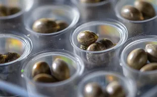 Study: Revolutionize Cannabis Seed Germination with Hydrogen Peroxide