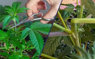 Super Cropping vs. Topping: Which Technique Delivers Higher Cannabis Yields?