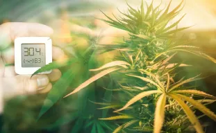 Optimalisatie van temperatuur en luchtvochtigheid voor de groei van gefeminiseerde cannabis