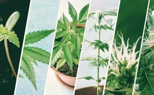 Weed Plant Stages Explained