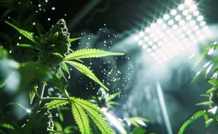 How Increasing Light Levels Affect Yield and Potency