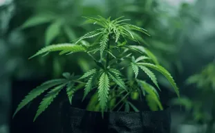 How to Spot and Avoid Stress in Your First Autoflower Grow