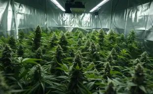 How to Maximize Cannabis Yield: A Data-Driven Guide From Seed to Cure