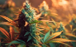 How Autoflower Cannabis Plants Flower Without Light Cycles