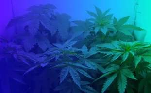 Top 5 Easiest Feminized Cannabis Seeds to Grow for Beginners