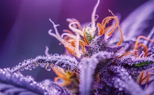 Terpenes Explained: How to Grow the Best Tasting Strains