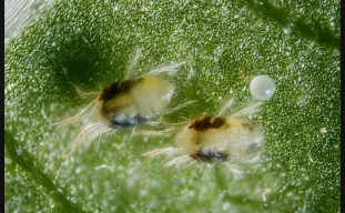 Identify and Get Rid of Spider Mites on Cannabis (Fast, Safe, and For Good)