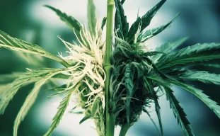 Understanding Cannabis Hybridization: How New Strains Are Created