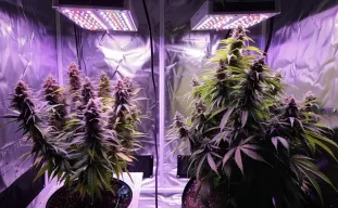 Autoflowers vs. Photoperiods: The Ultimate Guide to Choosing Your Cannabis Strain (WSE Lab Tested)