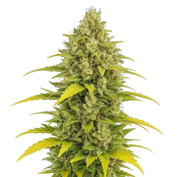 Acapulco Gold Auto