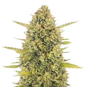 Acapulco Gold