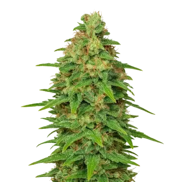 ACDC Auto
