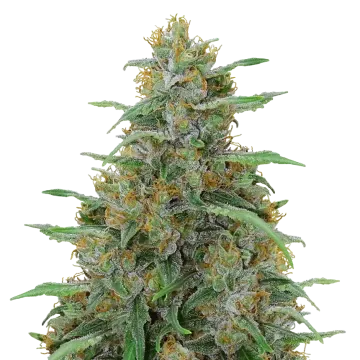 Adrenaline OG cannabis plant