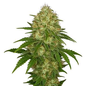 Afghani Auto