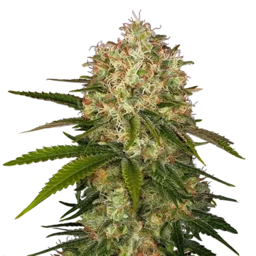 Afghani
