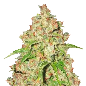 Agent Orange cannabis plant