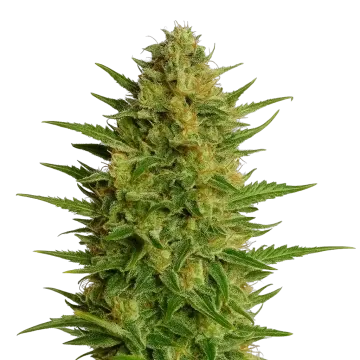 AK-47 Auto
