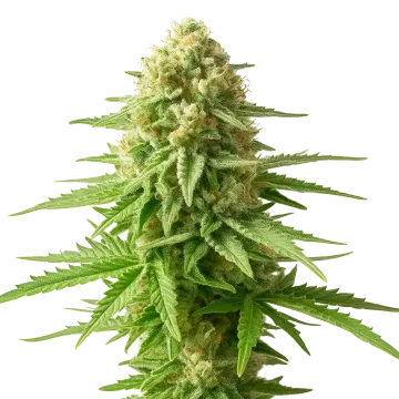 AK-48 Auto