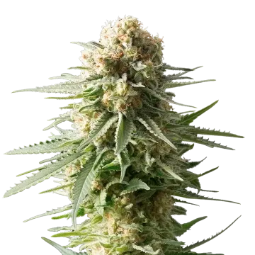 AK-48 cannabis plant