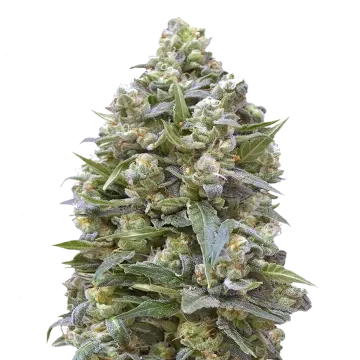 Alaskan Thunder Fuck cannabis plant