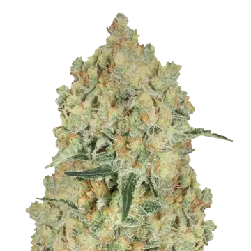 Alien OG cannabis plant