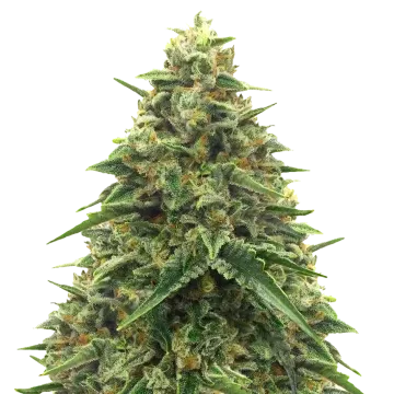 Alpine Star CBD