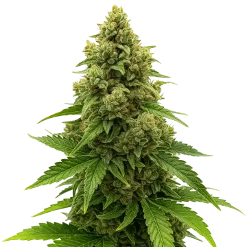 Amnesia Auto