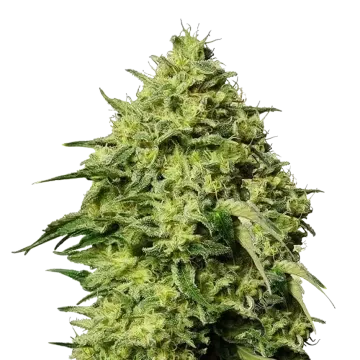 Amnesia Haze